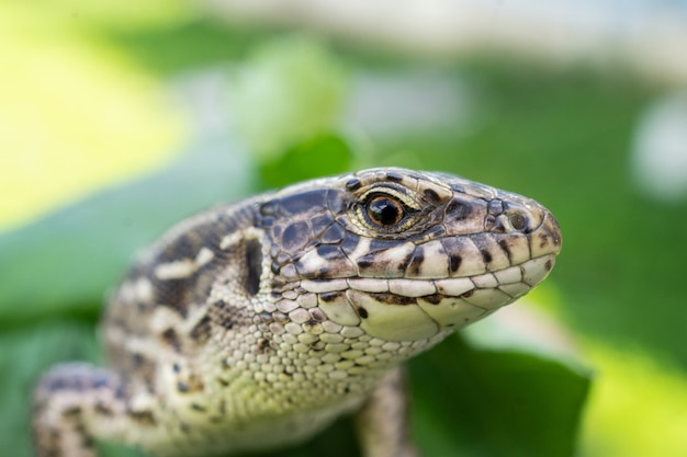 Lizard sits on a green leaf