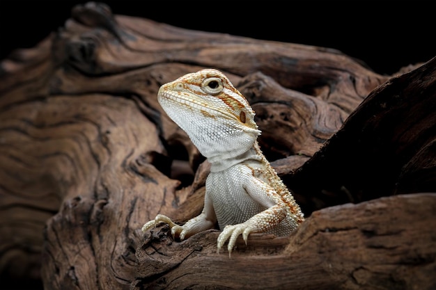 A lizard sits on a log in a dark room.