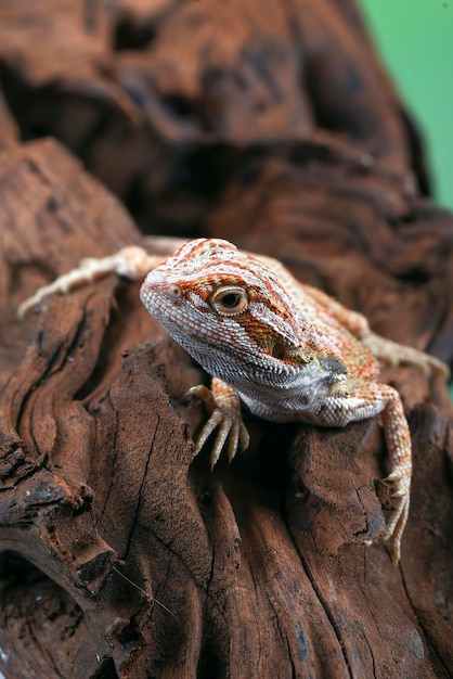 A lizard sits on a log in a terrarium.