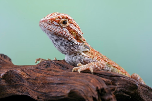 A lizard sits on a log with a green background.