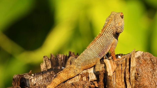 A lizard sits on a tree stump in the jungle.