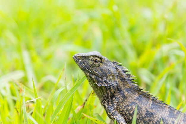 Photo lizard sitting on grass