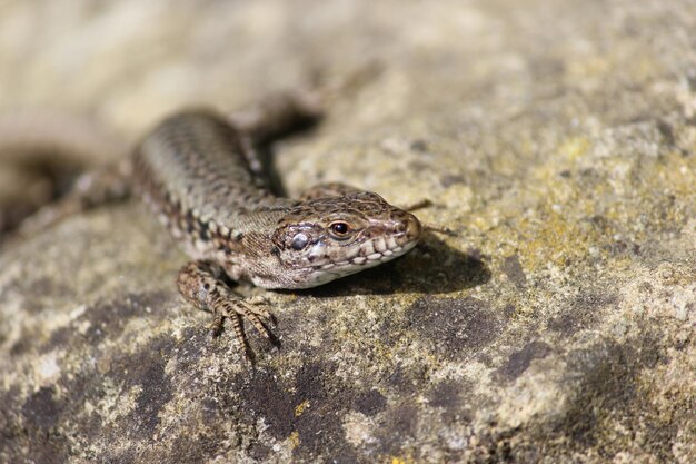 Lizard on stone and bokeh background.