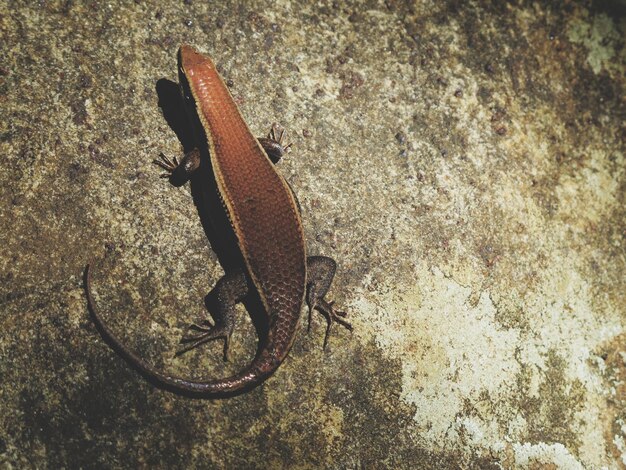 Photo lizard on stone