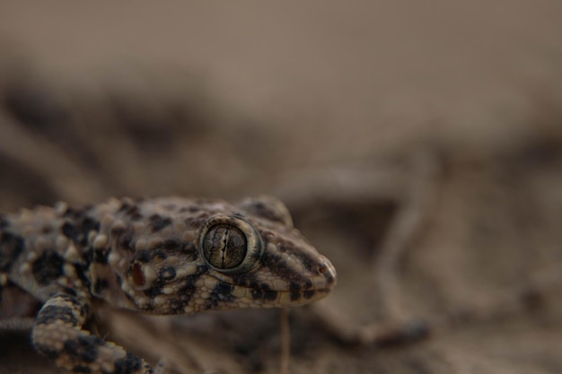 lizard on a stone