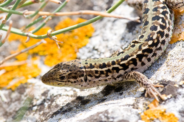 Lizard on the stone