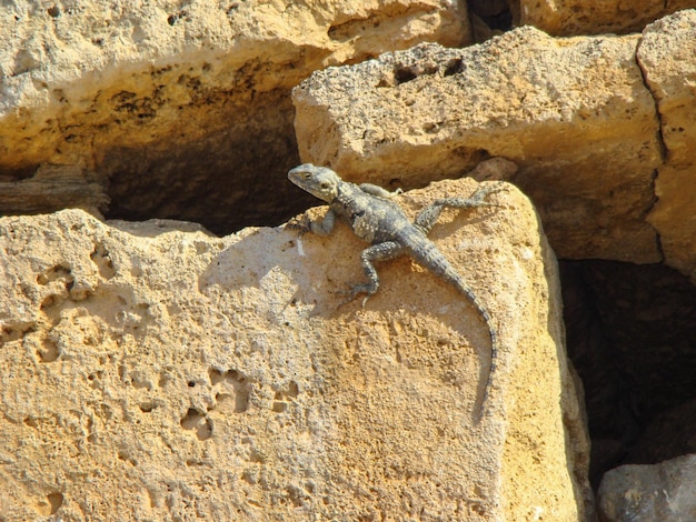 터키 히에로폴리스 고대 도시 유적의 돌 위에 있는 도마뱀