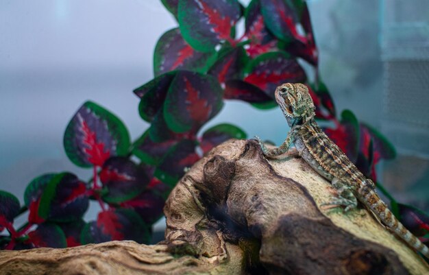 lizard on a stump closeup