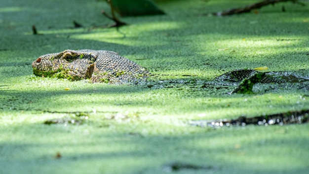 The lizard swims in the water with the duckweed.