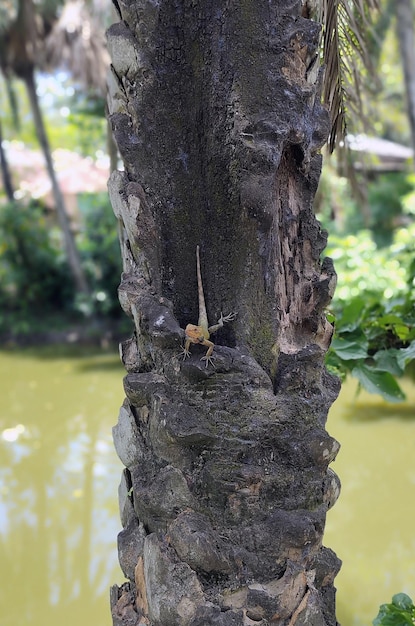 물 속의 나무 줄기에 있는 도마뱀