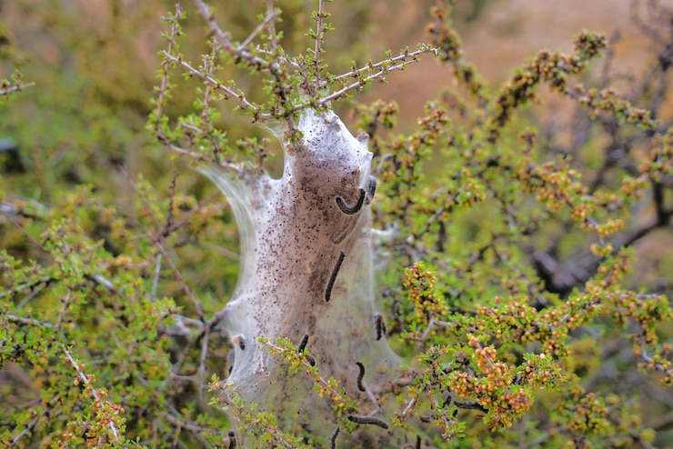 फोटो lizard on a tree