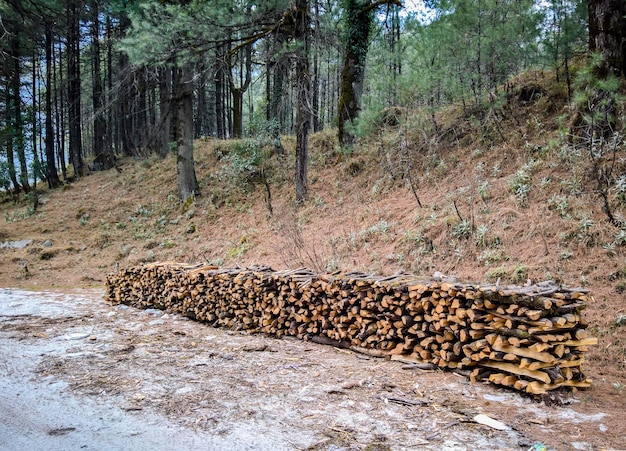 Foto lucertola sull'albero