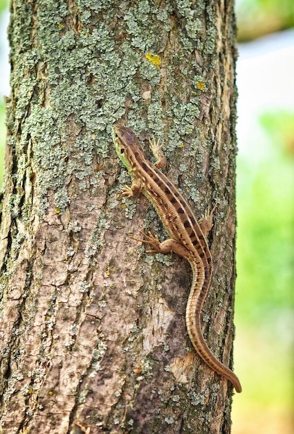 Lizard on the tree