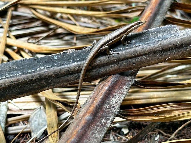 A lizard on a tree