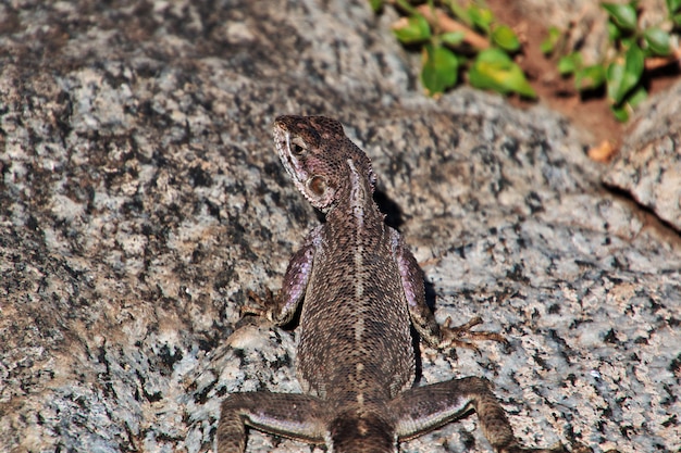 Lizard in village of Bushmen, Africa