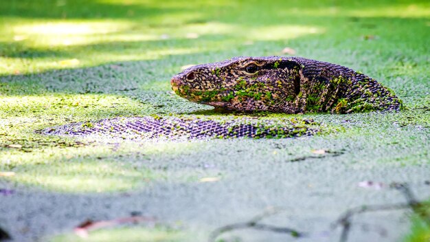 緑の水生植物と水域のトカゲ