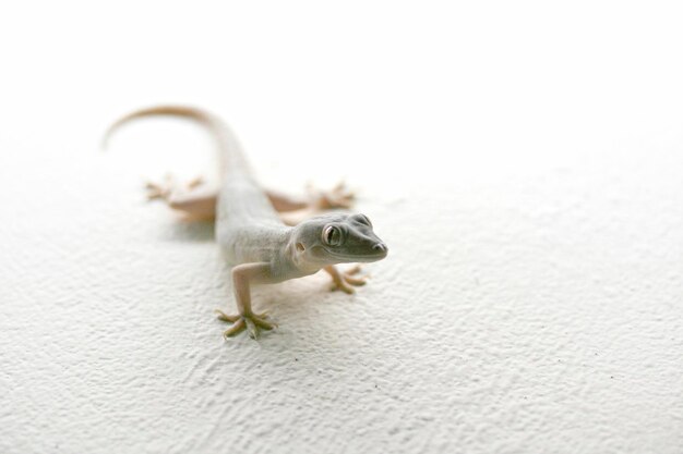 Photo lizard on white wall