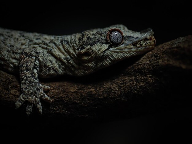 A lizard with a black background and a black background.