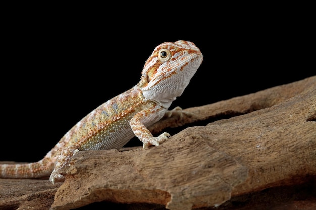 A lizard with a black background