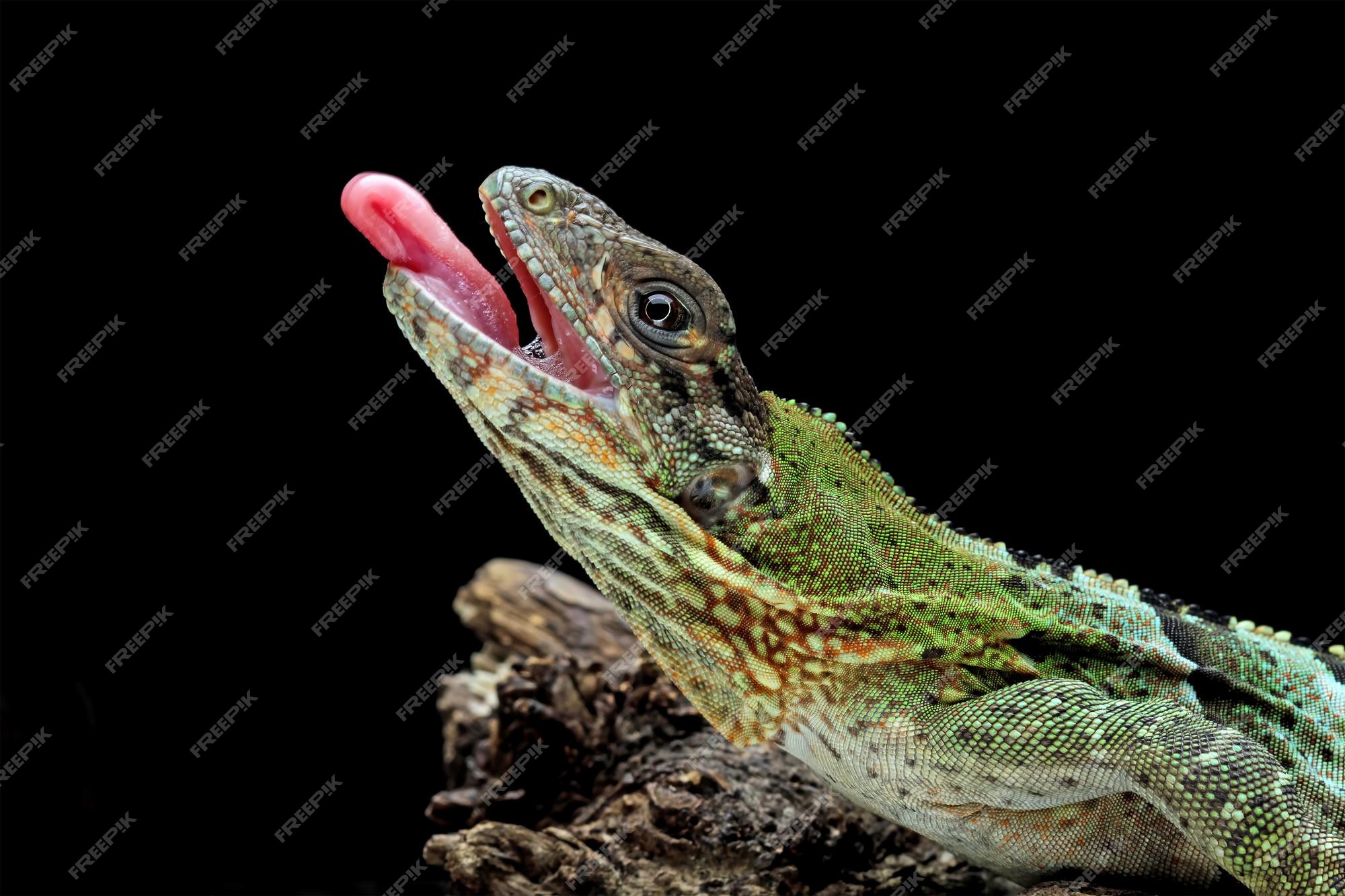 Premium Photo | A lizard with its tongue out and its tongue out.