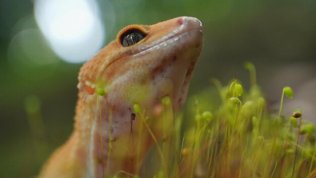 A lizard with a white mouth and a red spot on its face.