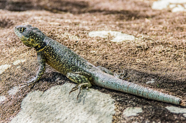 Lizard without tail Brazil