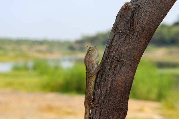 Photo lizard on wood