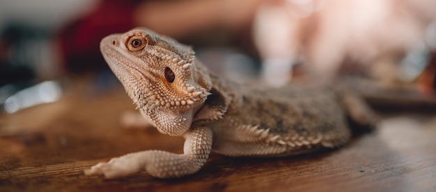 Lizard on the wooden table 