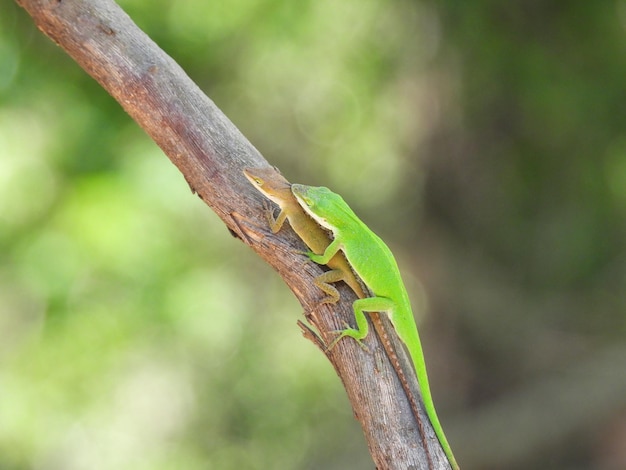 lizards on a branch