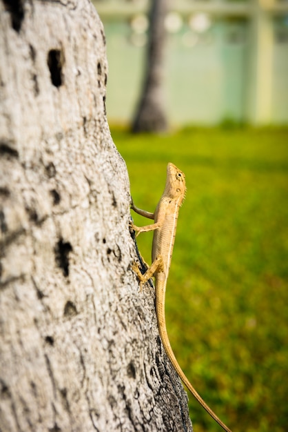 lizards,chameleon, lizards on stone,chameleon on tree,small chameleon,small lizards