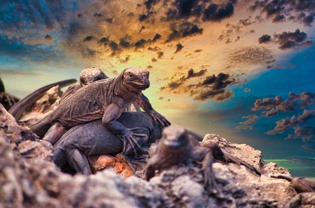 Foto lucertole sulla roccia contro il cielo