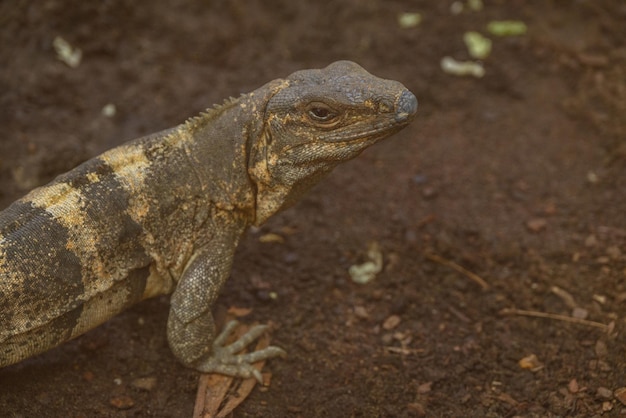 Photo lizards and snakes