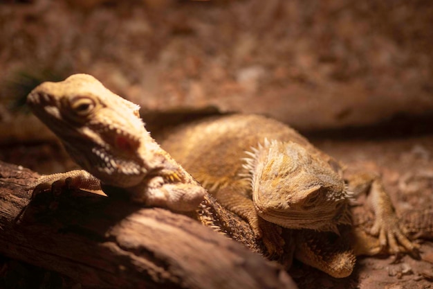 lizards in the terrarium bask under the lamps