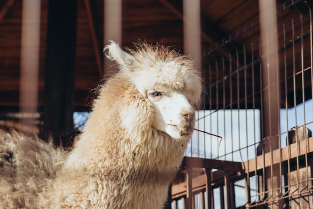 Photo llama alpaca at the zoo on a summer sunny day.