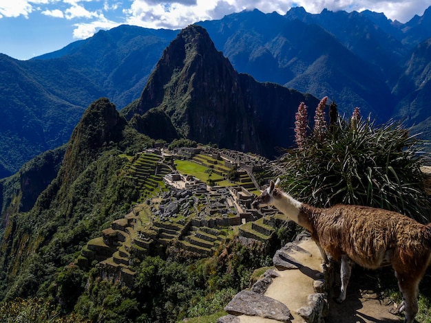 Foto llama da machu picchu contro le montagne