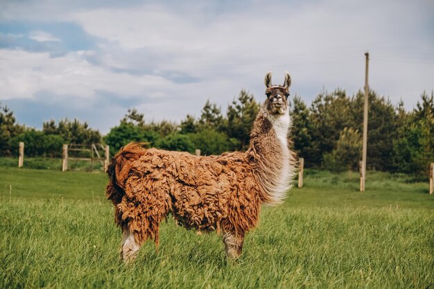 Llama grazes in the meadow near the farm in spring Breeding llamas in Europe