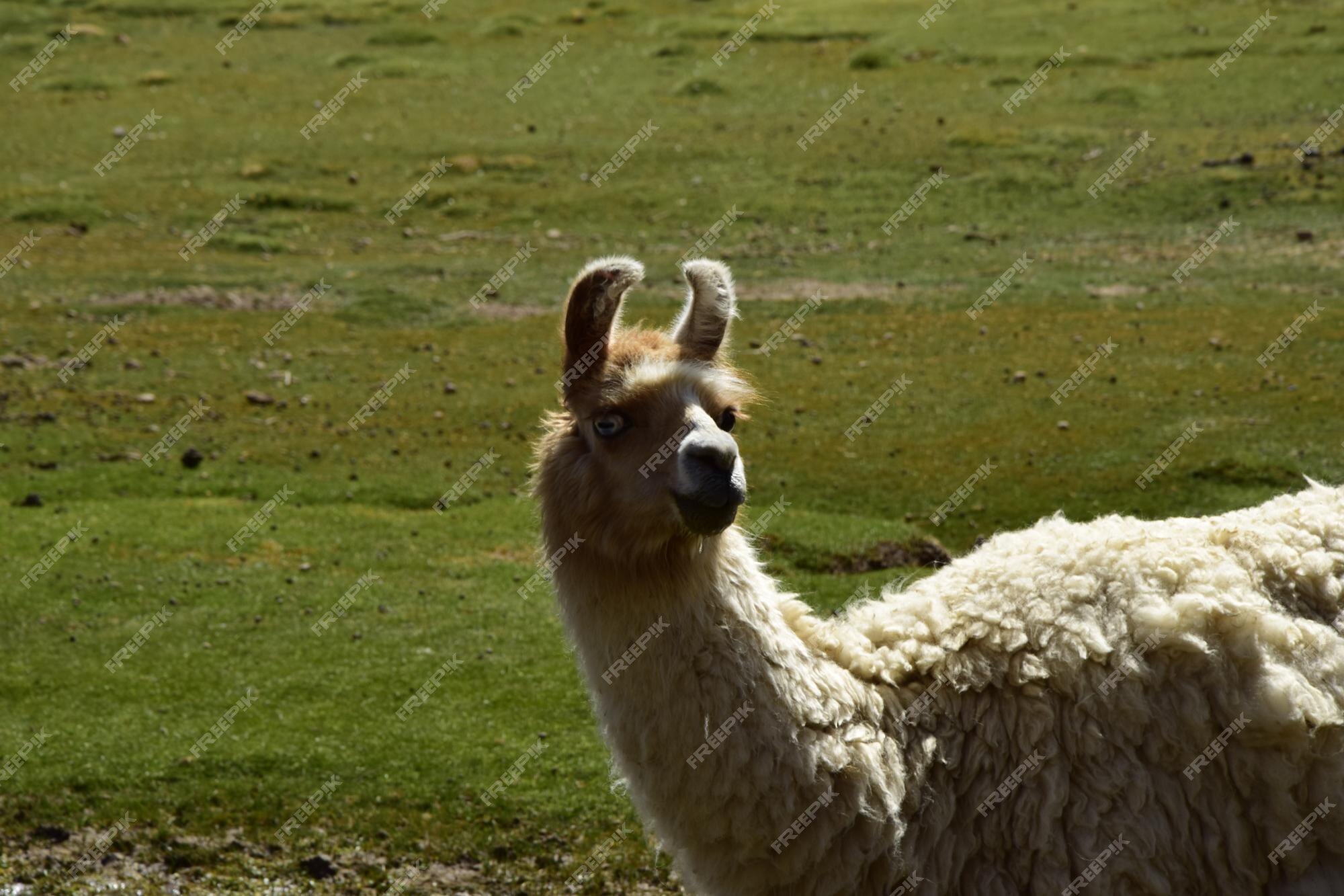 Page 18 | Alpaca Animal Images - Free Download on Freepik Page 18 | Alpaca Animal Images - Free Download on Freepik