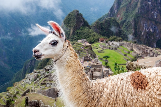 Photo llama at machu picchu