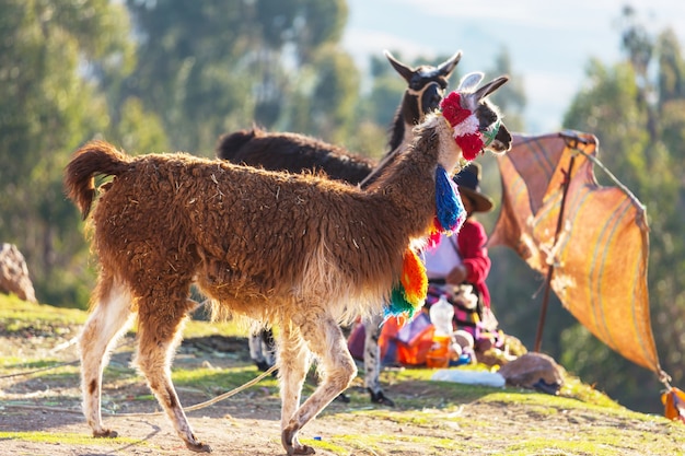 Llama in remote area of Argentina