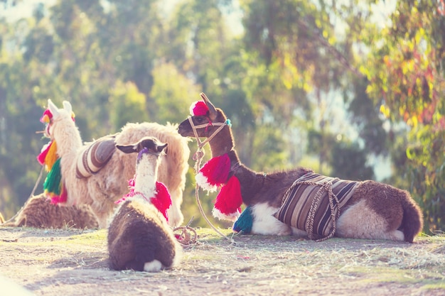 Photo llama in remote area of argentina