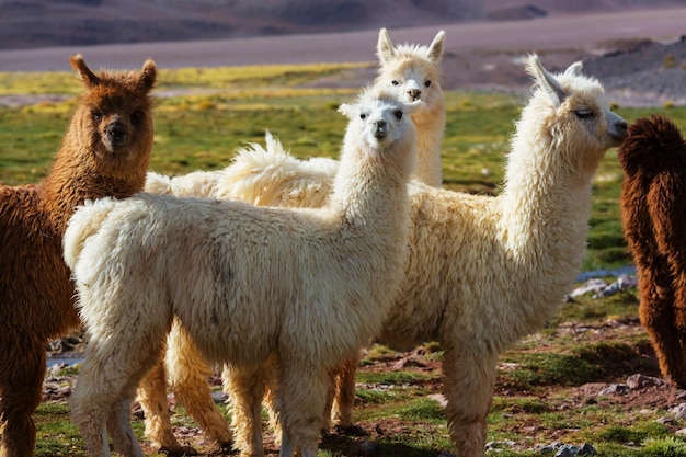 Llama in remote area of Argentina