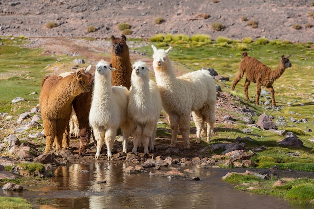 Llama in remote area of Argentina