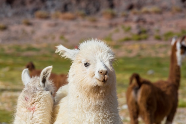 Lama nella remota area dell'argentina