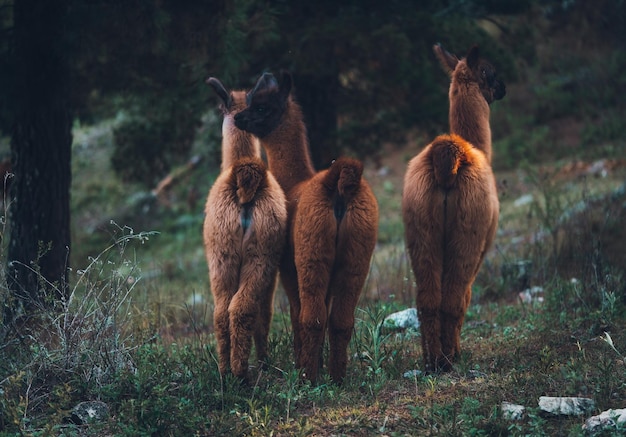 Foto il lama in piedi su una foresta