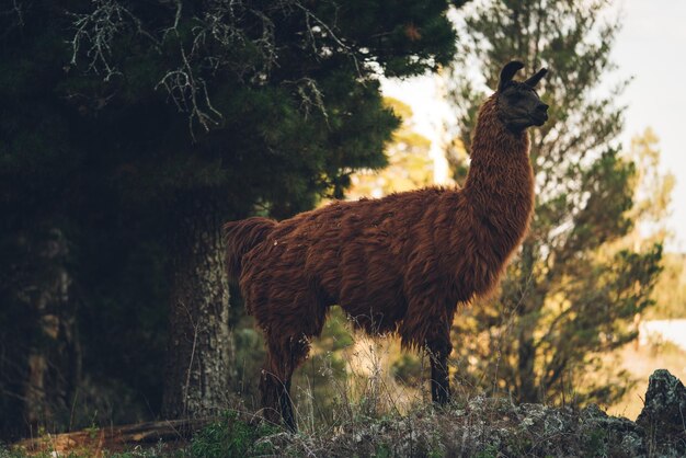 Foto il lama in piedi su una foresta