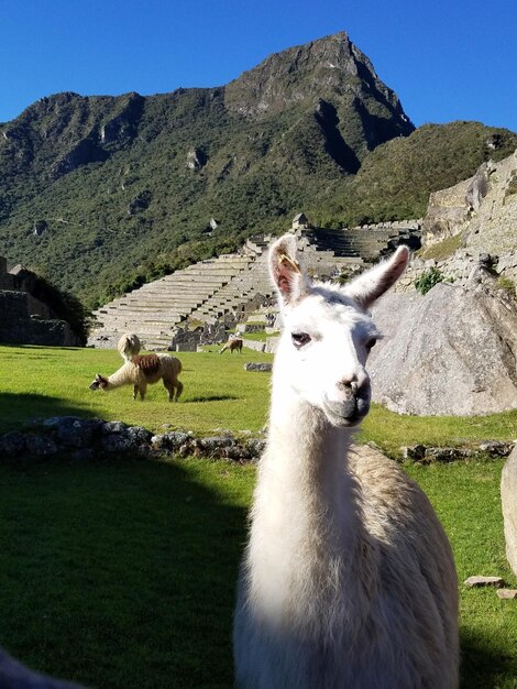 Foto lama in piedi su un campo erboso