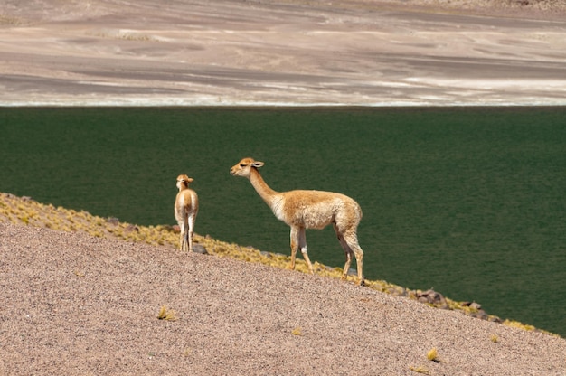 写真 湖のそばの畑に立っているラマ