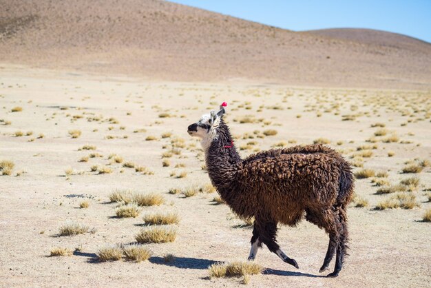 Foto il lama cammina nel deserto contro il cielo