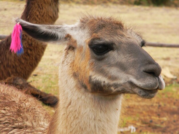 Photo llama