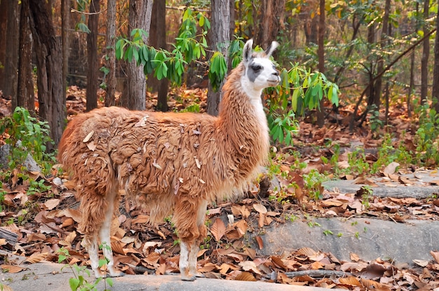 Llama